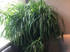 -一澜江宴·江景地标楚菜(江滩公园店)