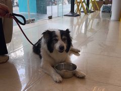 -瑞派申生动物医院·24H夜诊·国际动物医疗中心·骨外科(吴中路店)