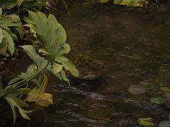 -昆明植物园
