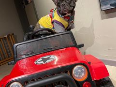 -百好乐宠物友好餐厅(朝外大街店)