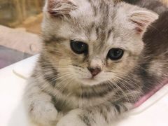 -藏猫猫咖啡主题馆(中央大道店)