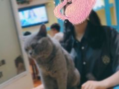 -猫小院猫主题咖啡厅(北锣店)
