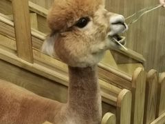 -藦茜花园宠物主题亲子互动体验馆(国顺东路店)