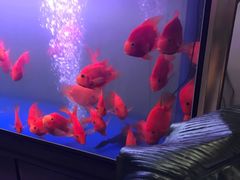 -邓丽君音乐主题餐厅