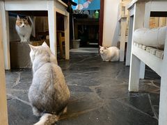 -Anne猫窝咖啡屋