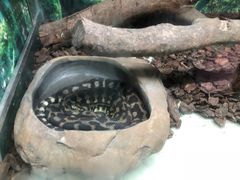 -广州长隆飞鸟乐园