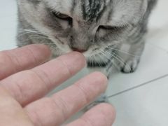 -派多格宠物·购宠(靛厂路店)