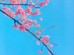 -杭州植物园