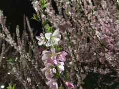 -第二外国语学院-韩国餐厅(朝阳路店)