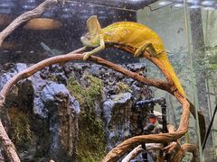 -上海大自然野生昆虫馆(东方明珠·爬宠昆虫探索中心)