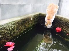 -磁器口古镇