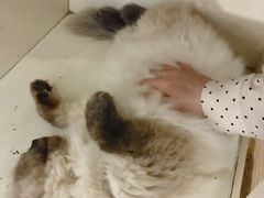 -萌喵宠狗爱心宠咖