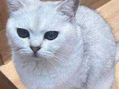 -是阿柴呀！柴犬咖啡·爱喵喵猫咖