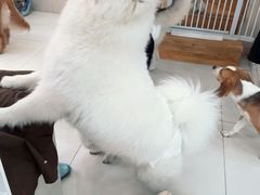 -汪说·狗咖·拼豆·宠物周边DIY(旺城大厦店)