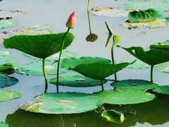 -天津东丽湖风景区