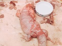-上海大自然野生昆虫馆(东方明珠·爬宠昆虫探索中心)