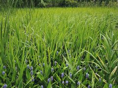 -昆山城市生态森林公园