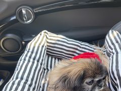 -爱侣宠医·鹦鹉专科·小型哺乳类·异宠专科(灵石路店)