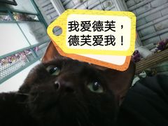 -喵屿·大理花园猫咖
