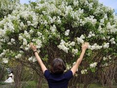 -群力丁香公园