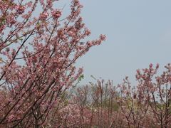 -顾村公园