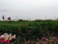 -野狸岛