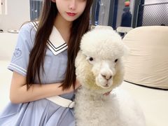 -怪兽屋·羊驼·猫咖·狗咖(俊华广场店)