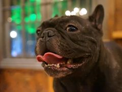 -more than meow吴止猫主题餐厅(承德 中船汇店)