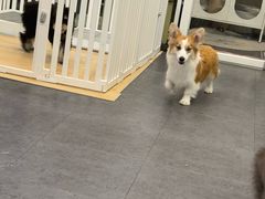 -有喵·猫咖·狗咖·30几只猫10只小狗(岗厦店)