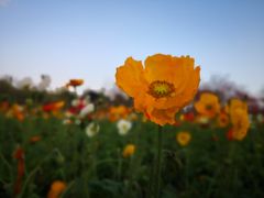 -天适樱花悠乐园