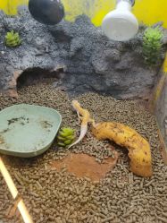 -神奇动物撸宠馆·羊驼·小浣熊·异宠(豫园店)