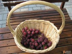 -马陆小张葡萄园农家乐