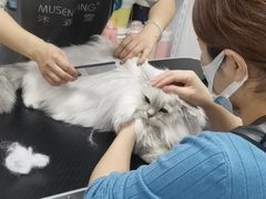-山宅一喵德文卷毛猫舍