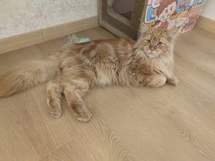 -猫腻·猫咖·撸猫馆(星光大道店)