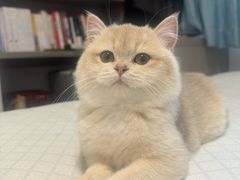 -东方名猫馆·英短金渐层布偶猫舍(环线广场1号楼店)