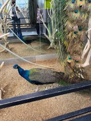 -未来动物城主题公园(正弘城店)