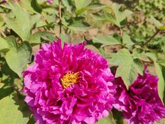 -国家植物园南园