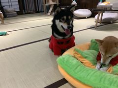 -逗柴咖啡屋·狗咖猫咖宠物桌游