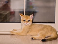 -Bastet sally猫舍购宠(静安店)
