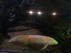 -悉尼海洋生物水族馆