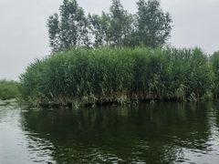 -白洋淀风景区