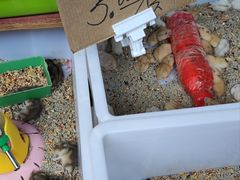 -桂林市花鸟市场