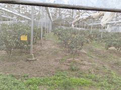 -前小桔亲子创意农场·草莓采摘·露营烧烤