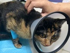 -宠颐生汉谟拉比宠物医院