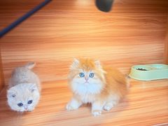 -猫十亿·布偶金渐层·曼基康矮脚猫舍(青年路店)