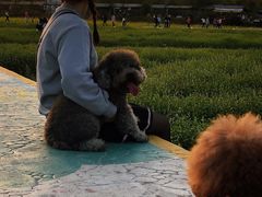 -红山村