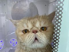 -爱洗澡的猫(望京店)