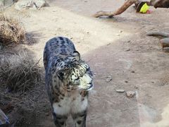 -青藏高原野生动物园