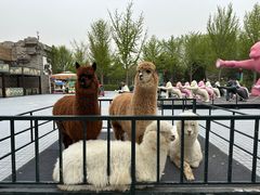 -北京野生动物园