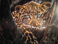 -罗红摄影艺术馆